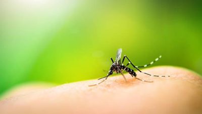 What Are the Symptoms of Malaria?