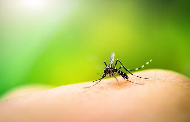 What Are the Symptoms of Malaria?