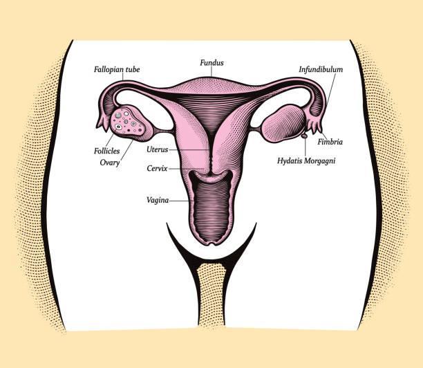Types of Vaginal Odour