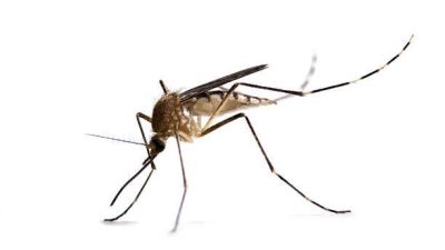 Why Mosquitoes Bite Some People More
