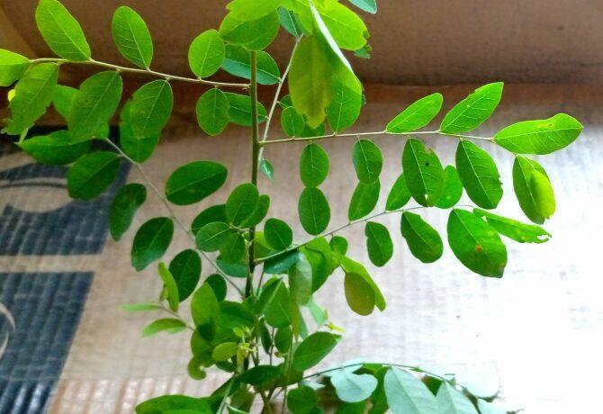Moringa for fertility