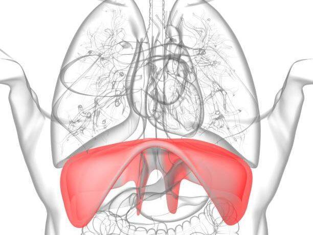Hiccups in Babies and Adults
