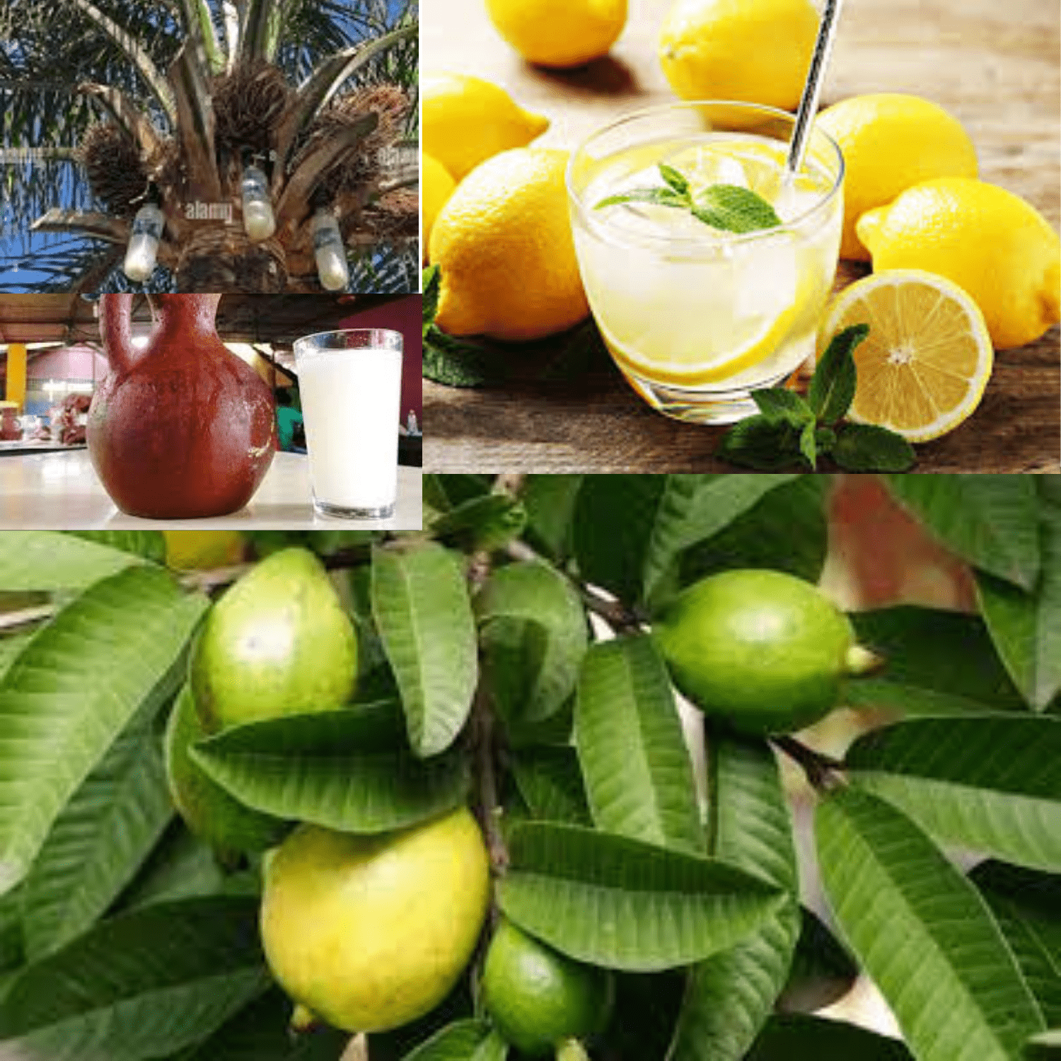 The Potential Wonders of Palm Wine, Lemon, and Guava Leaves in Men’s Libido Enhancement