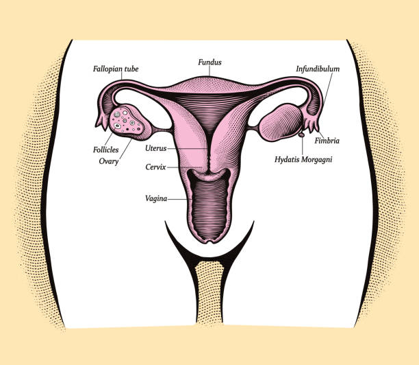 Types of Vaginal Odour
