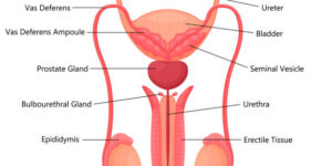 Types of Penile Odour