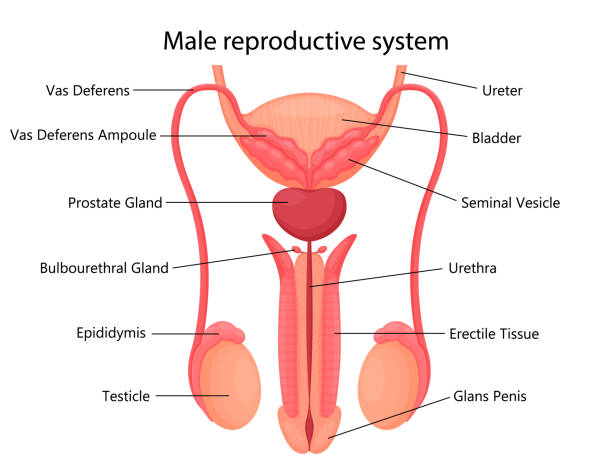 Types of Penile Odour